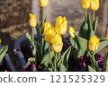 Yellow tulips 121525329