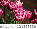 Red and white tulips 121525330