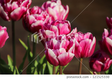 Red and white tulips Red and white tulips 121525330