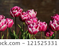 Red and white tulips 121525331