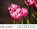 Red and white tulips 121525332
