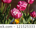 Red and white tulips 121525333