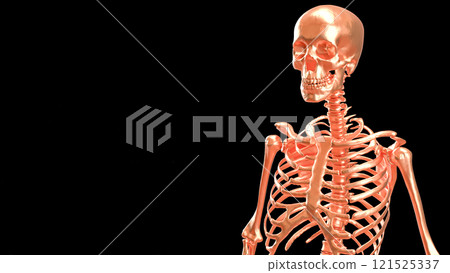 The Copper  skeleton on black background for education or sci concept 3d rendering. 121525337