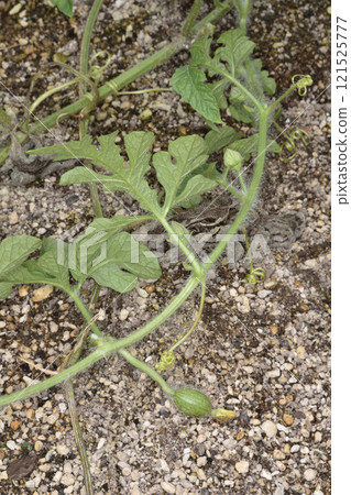 Pinot Girl from the Sky Farm 121525777