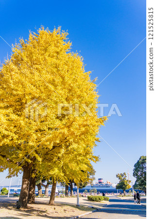 [Kanagawa Prefecture] Yokohama Minato Mirai - Ginkgo trees in beautiful autumn colors at Yamashita Park 121525815