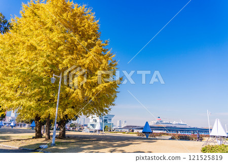 [Kanagawa Prefecture] Yokohama Minato Mirai - Ginkgo trees in beautiful autumn colors at Yamashita Park 121525819