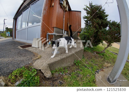 一隻貓 一隻貓 121525830