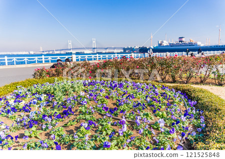 [Kanagawa Prefecture] Yokohama Minato Mirai, Yamashita Park in winter 121525848