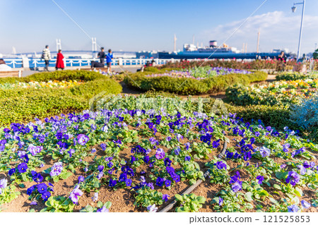 [神奈川縣] 冬季的橫濱港未來/山下公園 121525853