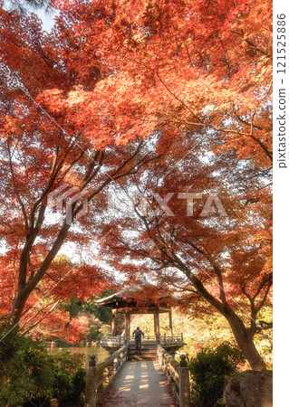 Naritasan Shinshoji Temple at the peak of autumn foliage Naritasan Shinshoji Temple at the peak of autumn foliage 121525886
