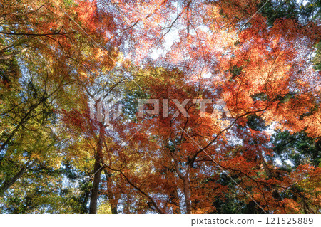 Naritasan Shinshoji Temple at the peak of autumn foliage 121525889
