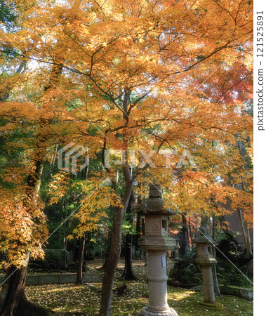 成田山新勝寺的秋葉高峰 121525891