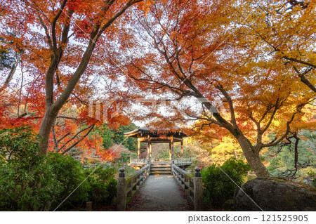 Naritasan Shinshoji Temple at the peak of autumn foliage Naritasan Shinshoji Temple at the peak of autumn foliage 121525905