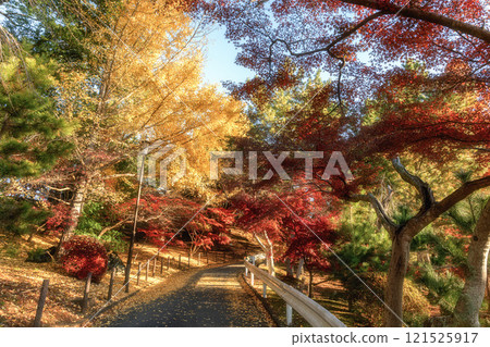 Naritasan Shinshoji Temple at the peak of autumn foliage 121525917