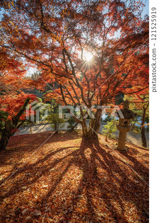 Naritasan Shinshoji Temple at the peak of autumn foliage 121525919