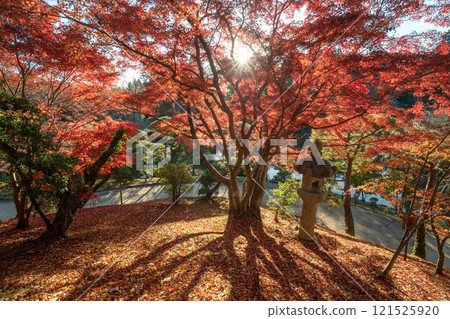 Naritasan Shinshoji Temple at the peak of autumn foliage Naritasan Shinshoji Temple at the peak of autumn foliage 121525920