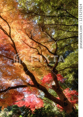 Naritasan Shinshoji Temple at the peak of autumn foliage 121525924