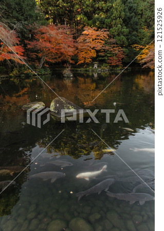 Naritasan Shinshoji Temple at the peak of autumn foliage Naritasan Shinshoji Temple at the peak of autumn foliage 121525926