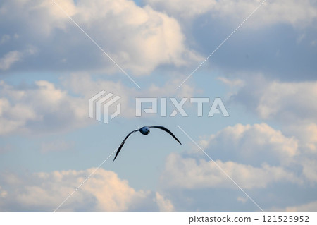 海鷗在冬海的天空中飛翔 海鷗在冬海的天空中飛翔 121525952