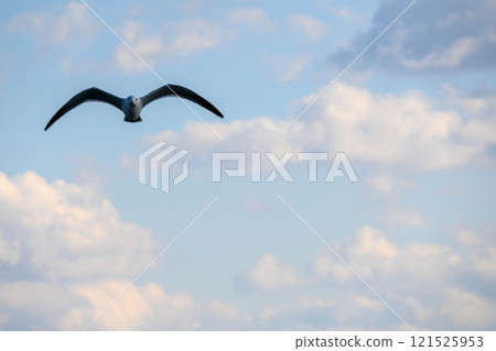 海鷗在冬海的天空中飛翔 海鷗在冬海的天空中飛翔 121525953