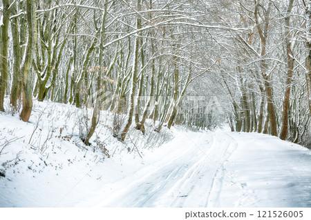 Astonishing view of winter road in the forest. 121526005