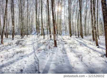 Incredible  landscape with snow-covered birch trees in city park. 121526032