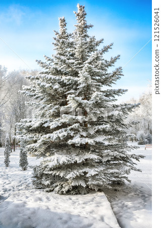 Incredible landscape with snow-covered trees in the city park. 121526041