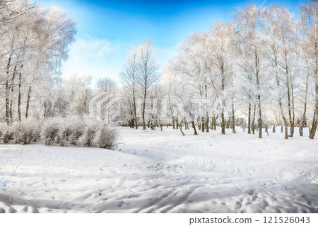 Picturesque landscape with snow-covered trees in the city park. Picturesque landscape with snow-covered trees in the city park. 121526043