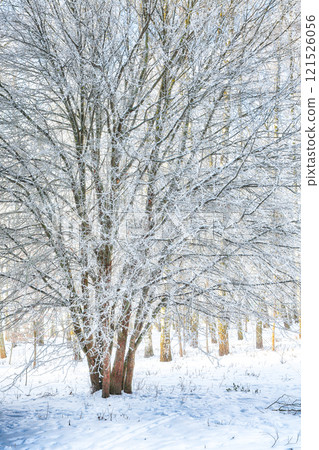 Picturesque landscape with snow-covered trees in the city park. 121526056