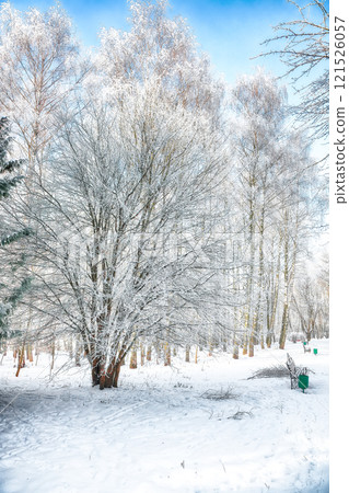 Majestic landscape with snow-covered trees in the city park. 121526057