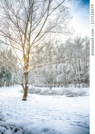 Incredible landscape with snow-covered trees in the city park. 121526074