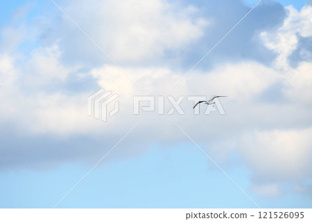 海鷗在冬海的天空中飛翔 海鷗在冬海的天空中飛翔 121526095