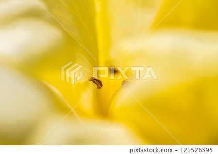 黃玫瑰深處 121526395
