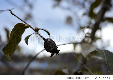 Winter plum fruit Winter plum fruit 121526634