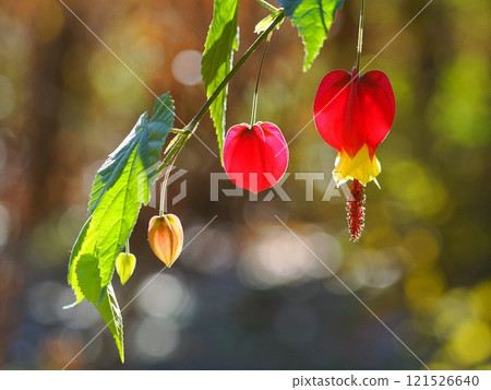 紅色提洛爾燈花 121526640