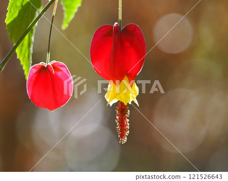 紅色提洛爾燈花 121526643