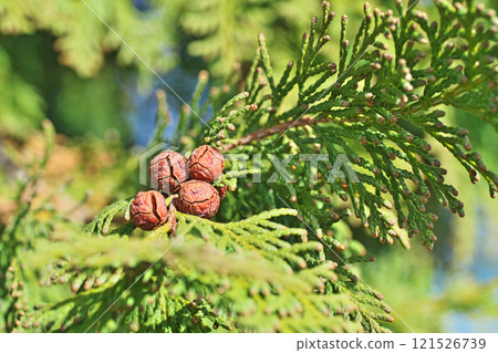 Brown cypress fruit (winter, December) Brown cypress fruit (winter, December) 121526739