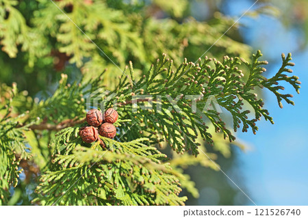 Brown cypress fruit (winter, December) Brown cypress fruit (winter, December) 121526740