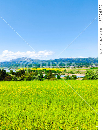 Iiyama City Nanohana Park (Spring) 121526862