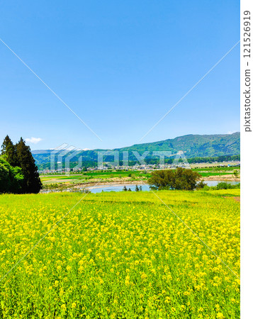 飯山市/菜花公園（春季） 121526919