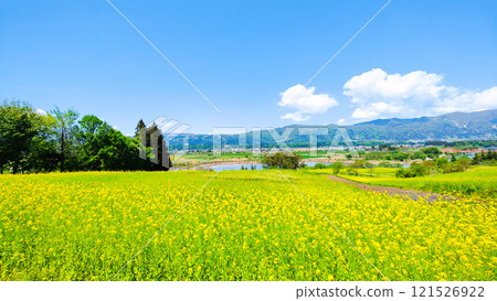 Iiyama City Nanohana Park (Spring) Iiyama City Nanohana Park (Spring) 121526922