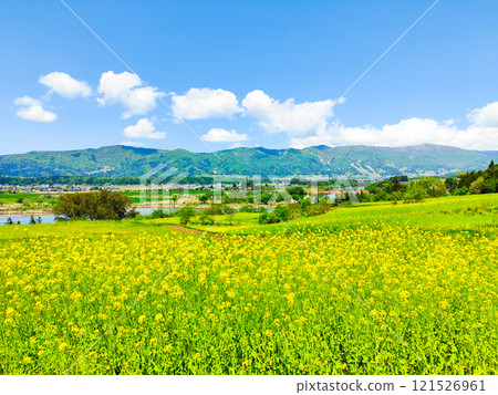 飯山市/菜花公園(春季) 飯山市/菜花公園(春季) 121526961