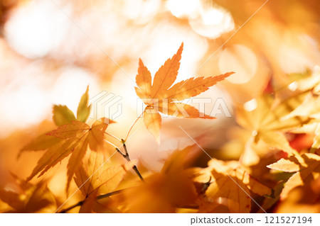 Maples with yellow leaves Maples with yellow leaves 121527194