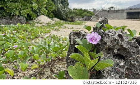 沖繩海灘上盛開的粉紅色花朵 121527316