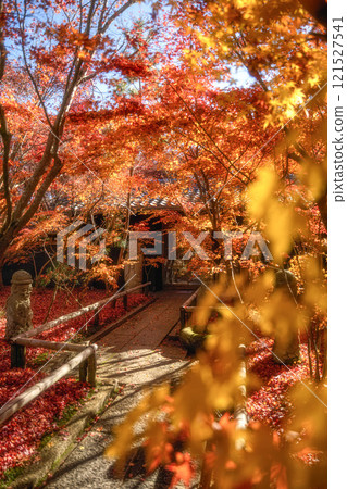 Autumn leaves at Matsuyama Garden Museum, Chiba Prefecture 121527541