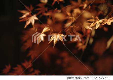 Autumn leaves at Matsuyama Garden Museum, Chiba Prefecture Autumn leaves at Matsuyama Garden Museum, Chiba Prefecture 121527548