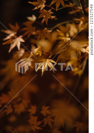 Autumn leaves at Matsuyama Garden Museum, Chiba Prefecture Autumn leaves at Matsuyama Garden Museum, Chiba Prefecture 121527549