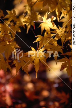 Autumn leaves at Matsuyama Garden Museum, Chiba Prefecture Autumn leaves at Matsuyama Garden Museum, Chiba Prefecture 121527550