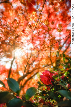 千葉縣松山庭園美術館的秋葉 121527551