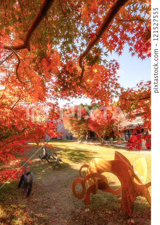 Autumn leaves at Matsuyama Garden Museum, Chiba Prefecture 121527555